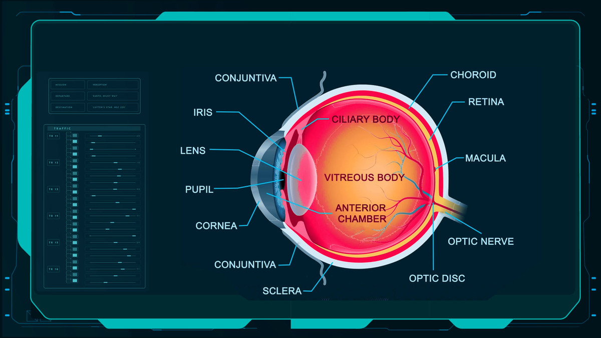 Tela técnica com anatomia ocular diagramada